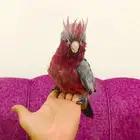 فروخ قالا غر