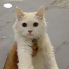 قط هملايا أشقر