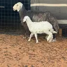 نجديه خصم متبع ب رخل ذبيحه