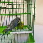 طيور البادجي