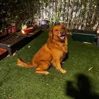 كلب جولدن ريترفير