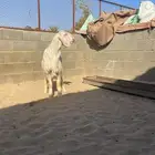 تم البيع   تم البيع