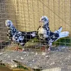 للبيع اجواز قطايف وطبات