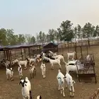 تيوس مناسبات