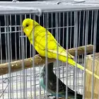 طيور حب 4 للبيع مع القفص مستعجل