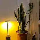 نباتات داخلية جميلة وتعيش   سماد مجاني ويوجد تغليف هدايا