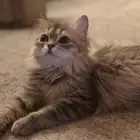 قطه شيرازيه للبيع