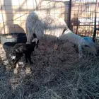 للبيع نجديه والد