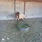 جذعات نعيمي بريات