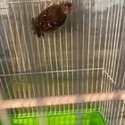 Strawberry Finch Pair