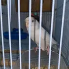 انثى بادجي البينو منتج شرط للبيع