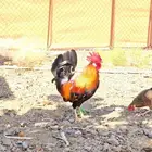 ديك عربي سيافي شرط تلقيح دجاج