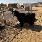 تيس عارضي مشروط