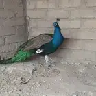 جوز طاؤوس منتج