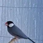 جوز جاوا منتج معاه فروخ