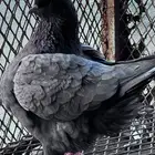 إناثي كنك فواخر توب