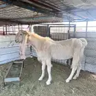 6معزا مطورات قياء