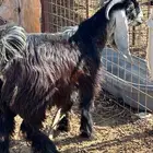 تيس عارضي جذع مشروط