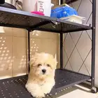 Maltese - 2 and a half month old