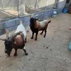 تيوس قزم مليانة وقوية