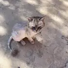 قط منقذ للتبني