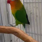 ذكر فيشر محلل DNA