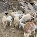 سواكن وحري العدد 23