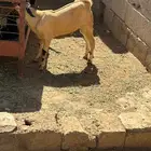 تيس بعمر شهرين