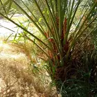 نخل مثمر نقايل جثايث اخلاص مجدول صقعي روثان واشنطني