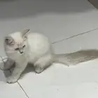 قطط شيرازيه للتبني