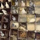 فرصة حمام مشكل للبيع