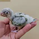 فرخ كنيور ( تم البيع)