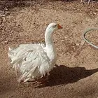 وز مفتل مكة