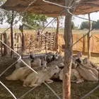 كباشه بلدي للبيع