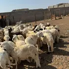 طليان سواكني