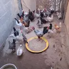 دجاج و دياكه جمله