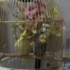 بيع كراوان زوجين