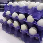 بيض عربي جديد للبيع