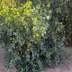 برتقال وليمون ويوسفي