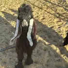 تيس عارضي معرف للبيع