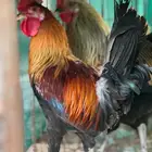 عربي فري وماكنتوش