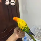 للبيع جوز روز اليف وصن كنور