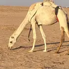 العشراء الطيبه للبيع