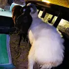 خرفان مشروكه نجدي بعربي فل الفل