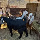 تيوس عل شرط سليمه