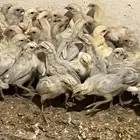 صوص فيومي المنيوم