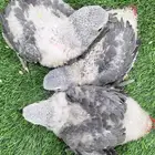 للبيع فروخ كاسكو