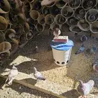 حمام زاجل وسلفر