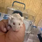 قفص زوليكس ثلاث ادوار امن للهامستر