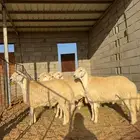 جذعان حري فاخره